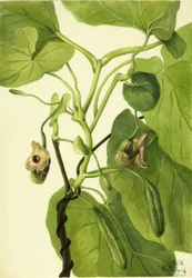 Hollænderens pibe