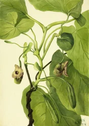 Hollænderens rør, 1934.