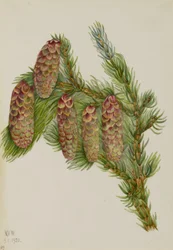 Engelmann-gran (Picea engelmanni)