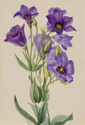 Eustoma russelianum, ca. begyndelsen af 1930
