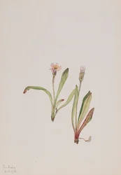 Falsk mælkebøtte Agoseris carnea, 1918.