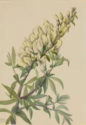 Falsk indigo (Baptista bructeata)