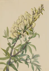 Falsk Indigo Baptista bructeata, 1932.