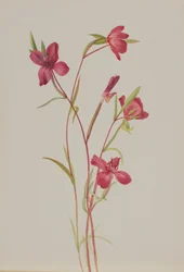 Farvel til Spring Godetia amoena lilje, ca. 1930