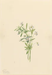 Markviol (Viola rafinesquii)