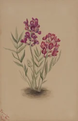 Blomster fra Mesa, 1883.