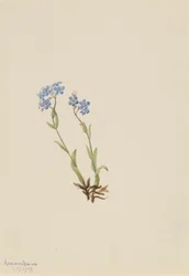Forglemmigej (Myosotis alpestris)