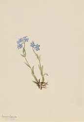 Forglem-mig-ej Myosotis alpestris, 1907.