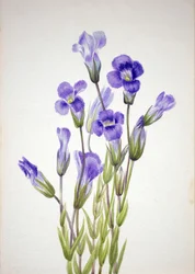 Frynset ensian Gentiana elegana, 1933.