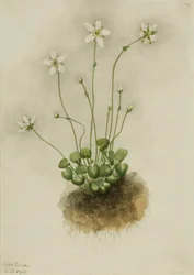 Parnassia med frynser (Parnassia fimbriata)