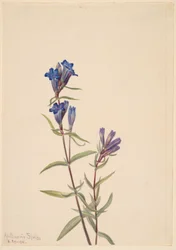 Ensian (Gentiana affinis)