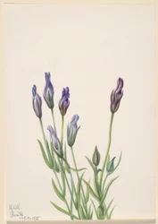 Ensian (Gentiana macounii)