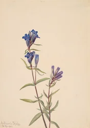 Ensian Gentiana affinis, 1915.