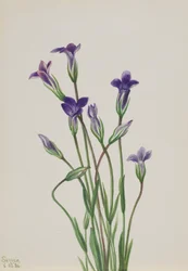 Ensian Gentiana holopetala, 1936.