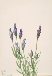 Ensian Gentiana macounii, 1935.