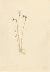 Spøgelsespibe (Thalesia uniflora)