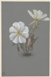 Kæmpe Helleborine Epipactis gigantea, ca. 1880.