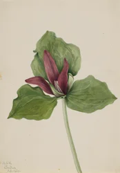 Kæmpe Trillium Trillium chloropetalum, 1921.