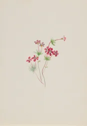 Gilia linanthus parviflorus, ca. 1900-1930.