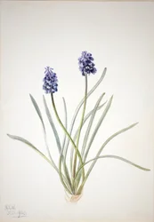Druehyacint (Muscari racemosum)