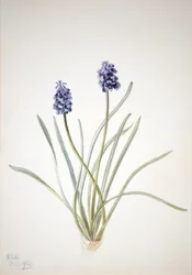 Drue Hyacinth Muscari racemosum, 1920.