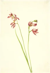 Græspink orkidé Limodorum tuberosum, n.d.