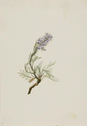 Grå phacelia (Phacelia sericea)