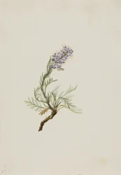 Grå Phacelia Phacelia sericea, 1911.