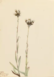 Grå kattepoter (Antennaria howellii)