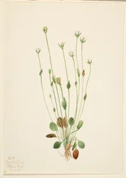 Gråbynke (Senecio canus)