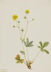 Grayleaf Fivefinger Potentilla glaucophylla, 1905.