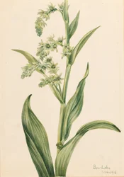 Grøn bjørnekål (Veratrum viride)