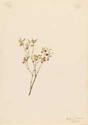 Rypebær (Vaccinum scoparium)