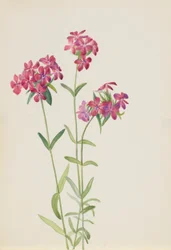 Behåret floks (Phlox amoena)