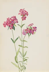 Behåret Phlox Phlox amoena, ca. begyndelsen af 1930