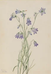 Klokkeblomst (Campanula rotundifolia)