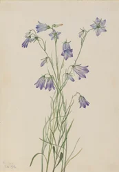 Harebell Campanula rotundifolia, 1916.