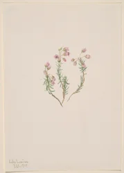 Lyng (Phyllodoce intermedia)