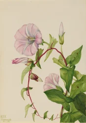 Hedelyng (Calystegia (Convolvulus) sepium)