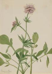 Heliotrope baldrian (Valeriana sitchensis)