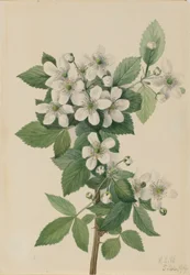 Brombær med høj busk (Rubus argutus)