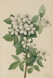 Highbush Blackberry Bush, 1919.