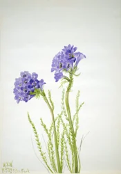 Jakobsstige (Polemonium viscosum)