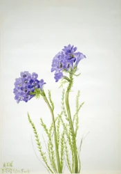 Jakobs stige Polemonium viscosum, 1937.