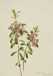 Lammehyld (Kalmia angustifolia)