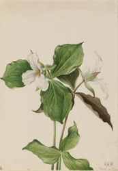 Stor hvid trillium (Trillium grandiflorum)