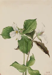 Stor hvid Trillium Trillium grandiflorum, 1923.