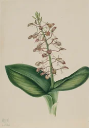 Lily Twybulade Liparis liliifolia, 1920.