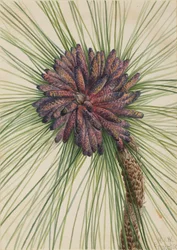Langbladet fyrretræ Pinus palustris, 1929.