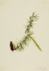 Lyall-lærk (Larix lyallii)